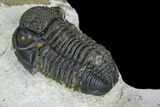 Gerastos Trilobite Fossil - Foum Zguid, Morocco #125188-4